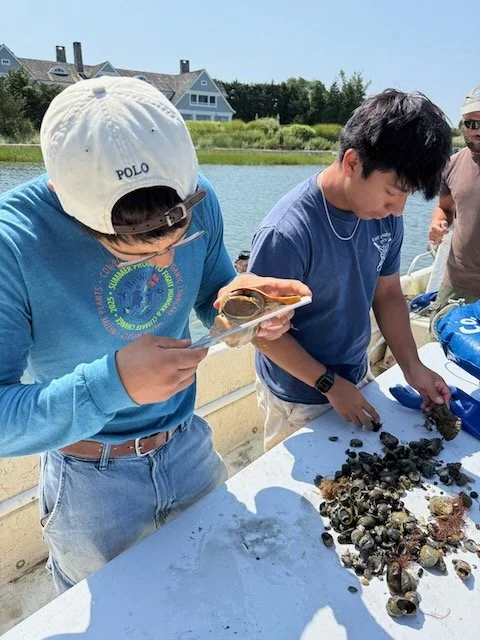 Measuring oysters at EH Shellfish Hatchery