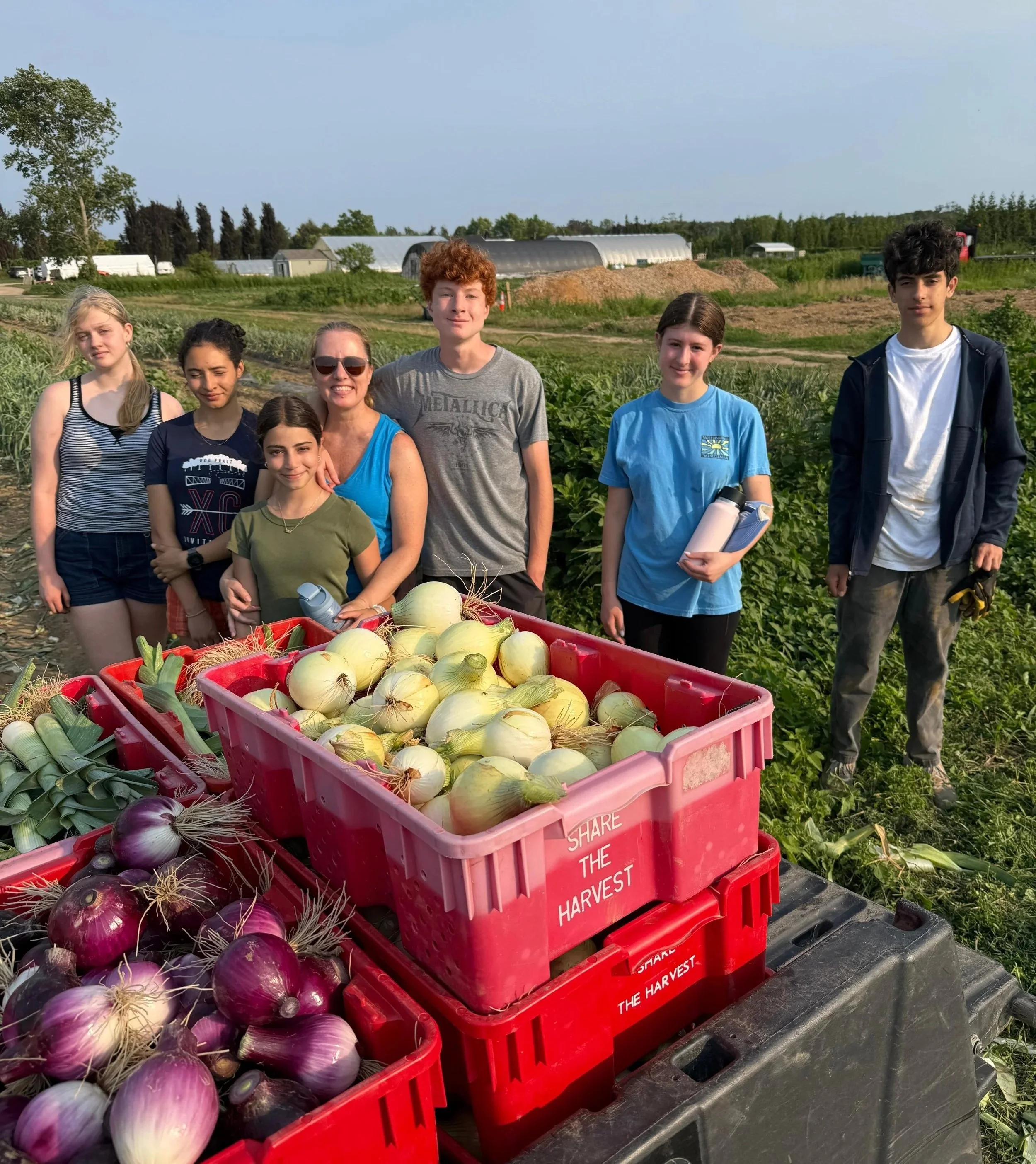 Harvesting onions at Share the Harvest