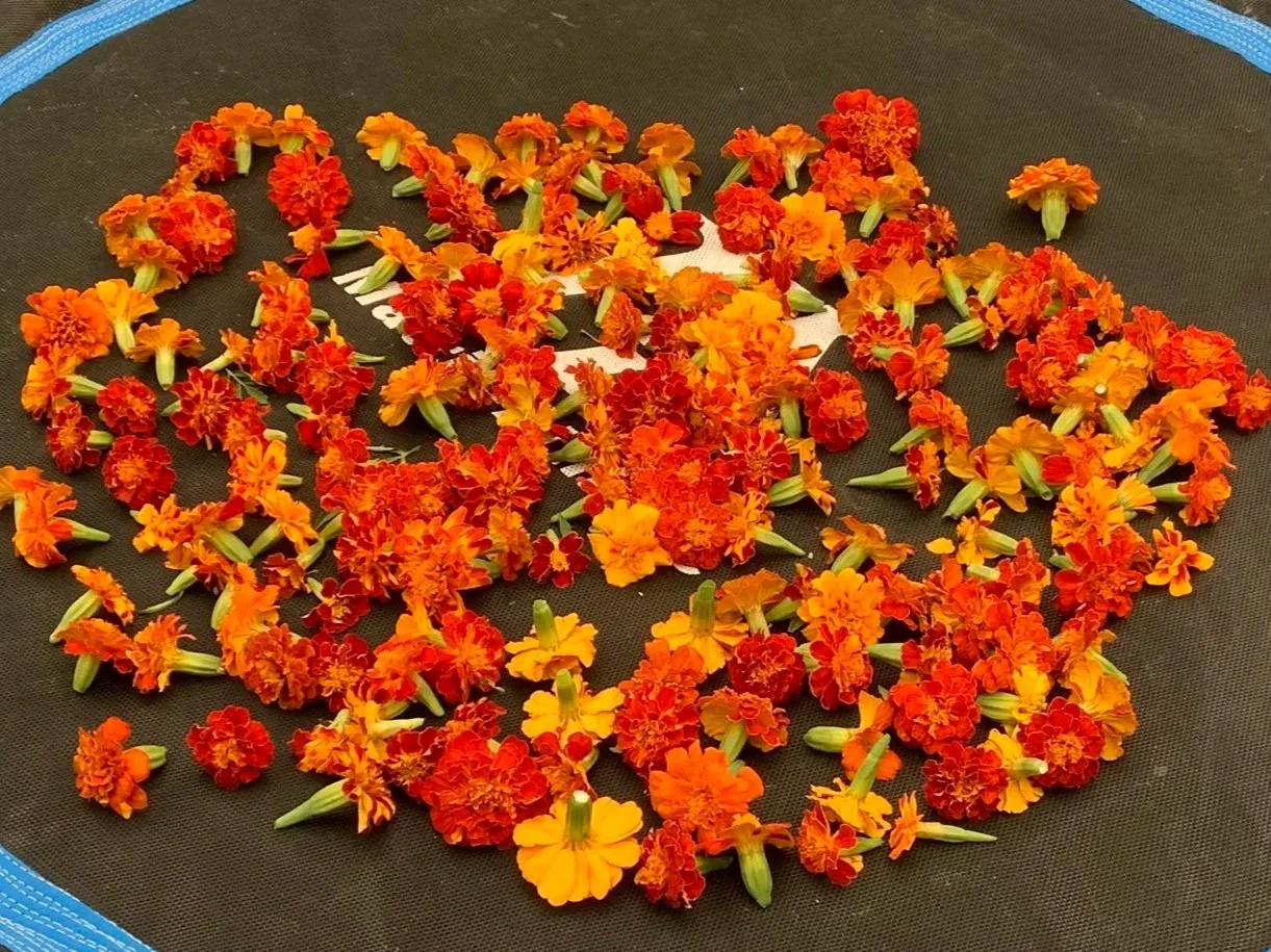From Garden to Dye Pot: A Natural Dye Workshop