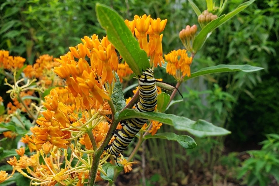 Milkweed Madness - Preorders Open