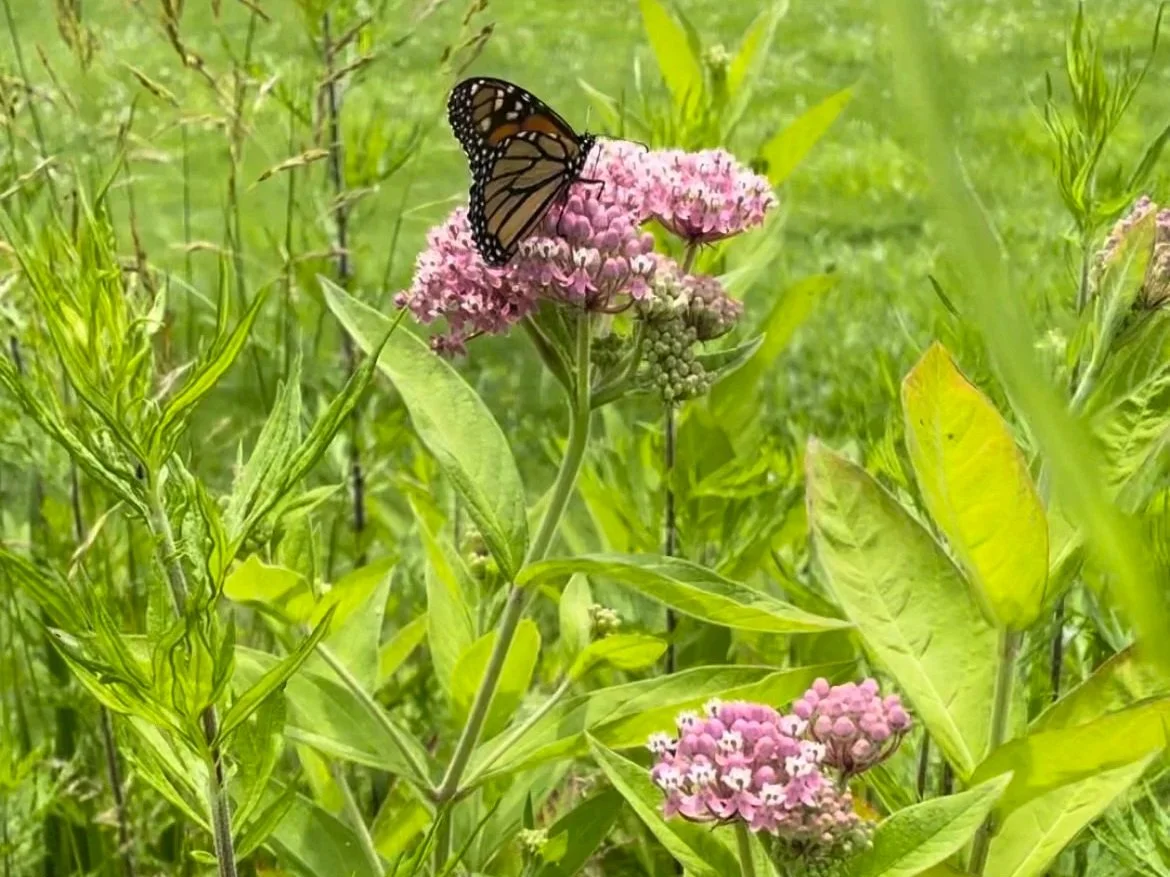 Native Plant Sale, East Hampton 