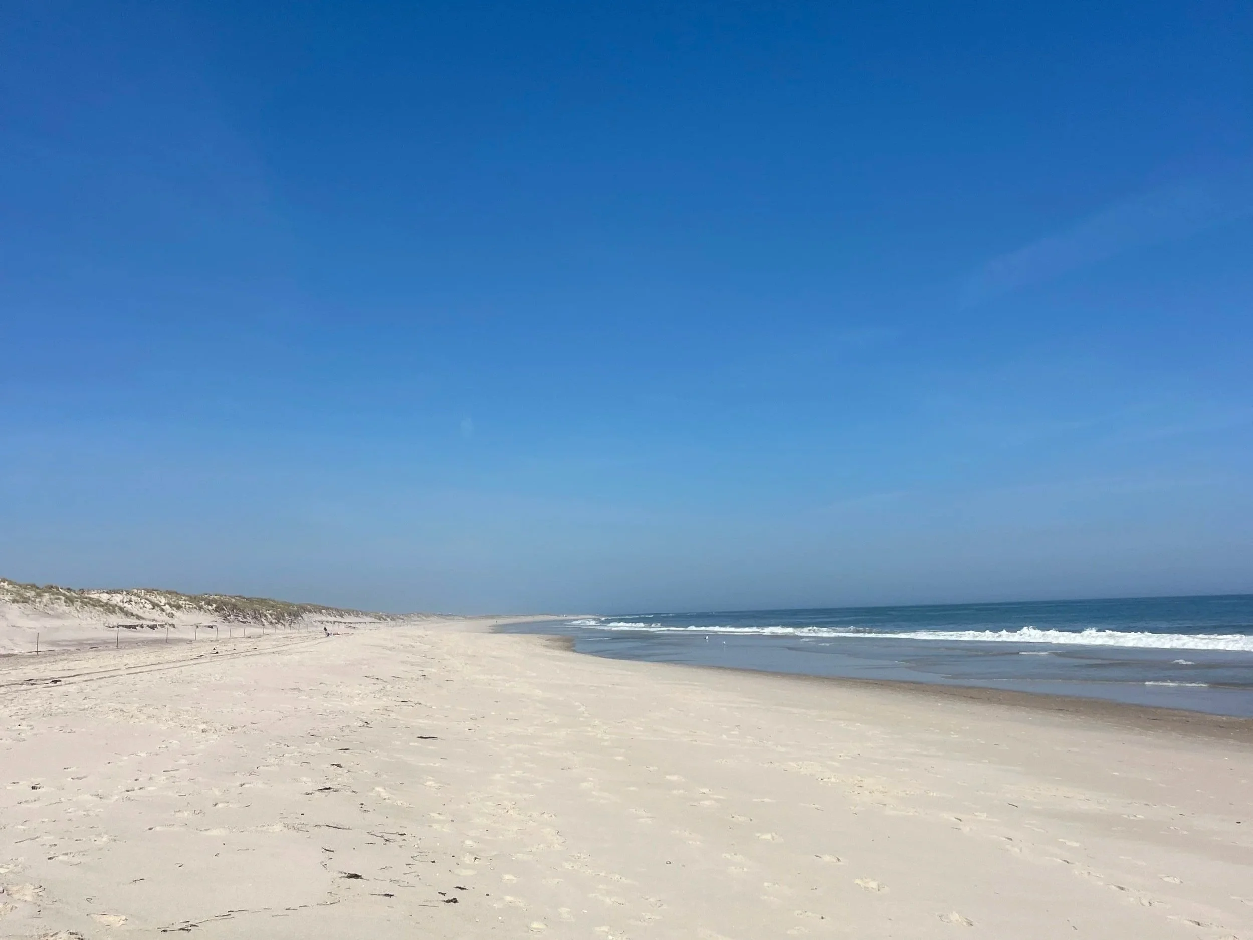 Piping Plover Monitoring at Sammy's Beach