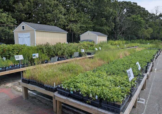 ReWild Table at LINPI's Fall Native Plant Sale &amp; Environmental Fair, Brentwood