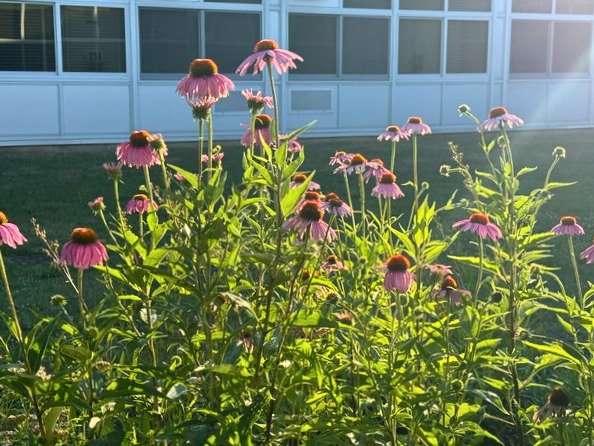 JJP Coneflower.jpg