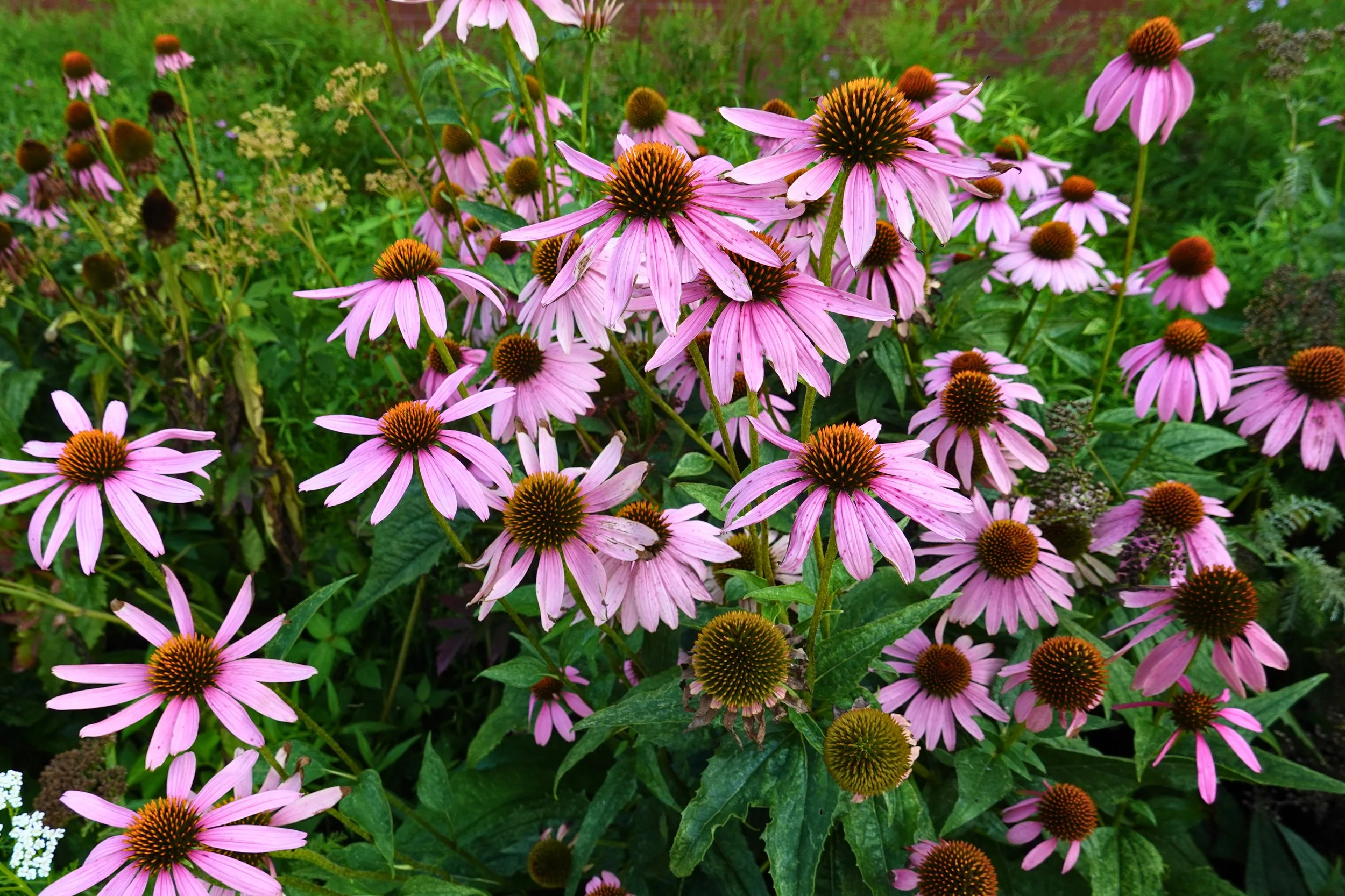 Purple coneflower in bloom