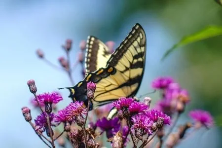 Fall Native Plant Sale - Ordering is Open