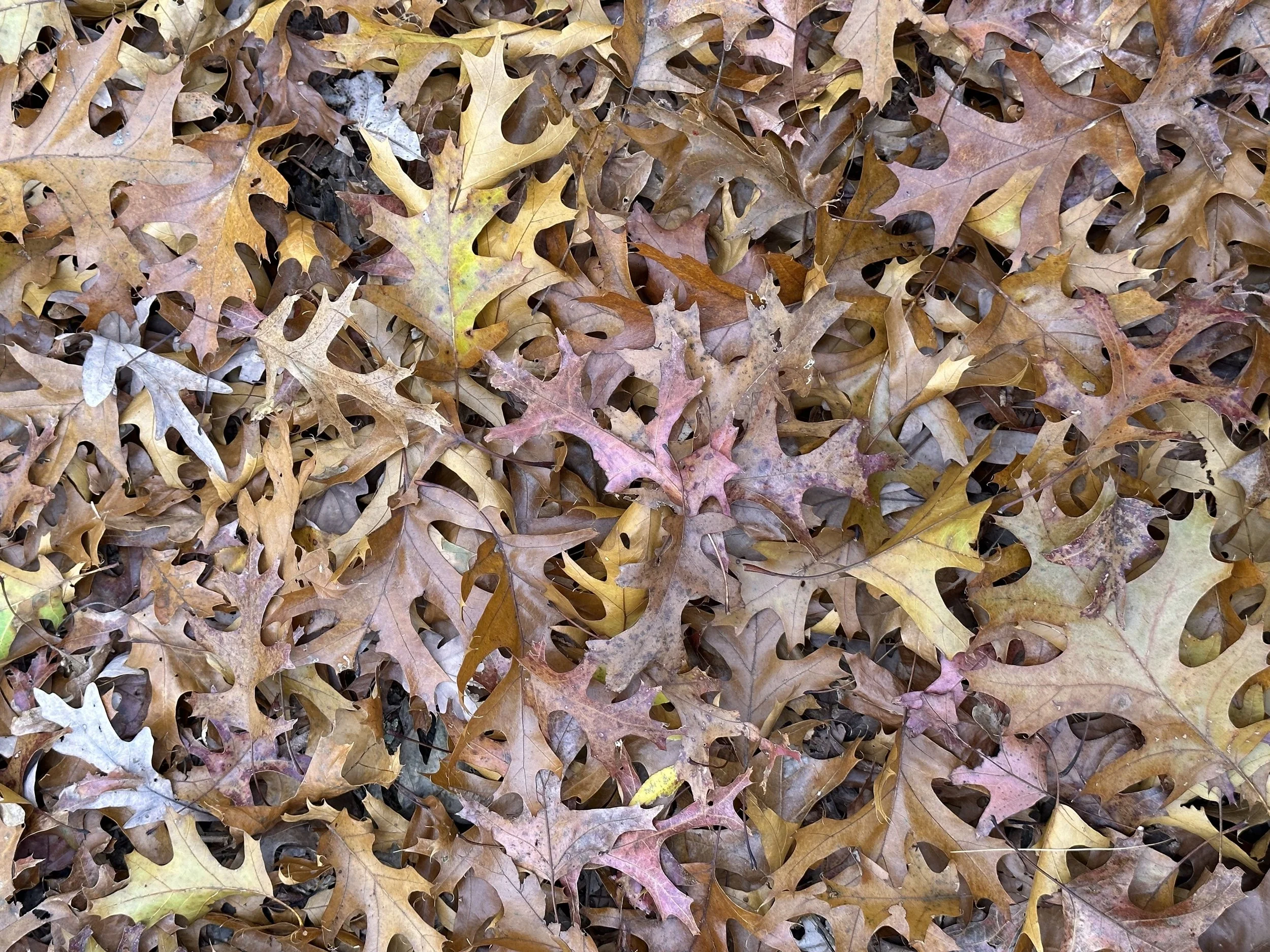 Free talk: Putting your Garden Beds to Bed, Southold