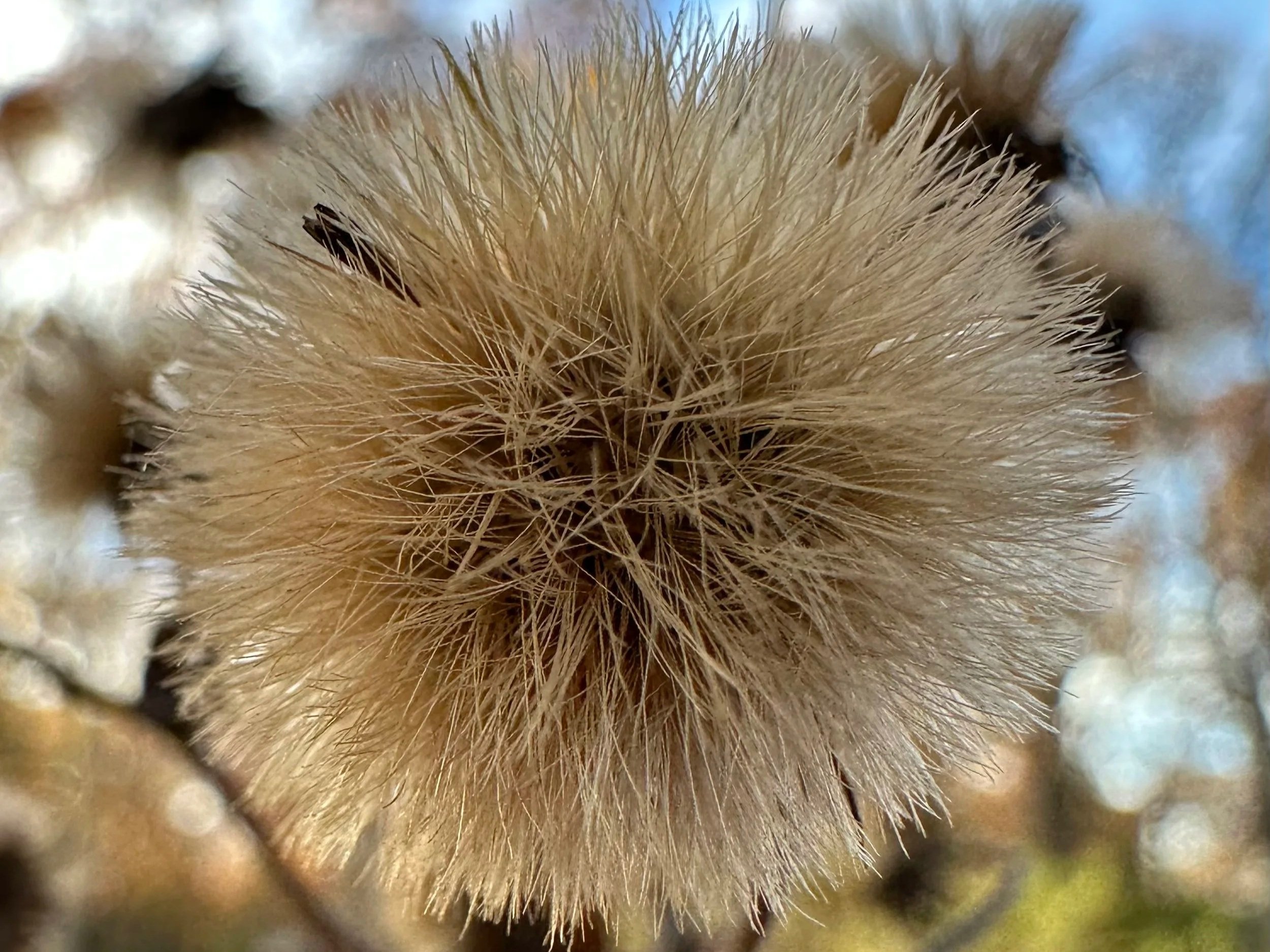 Native Seed and Plant Swap, Cutchogue