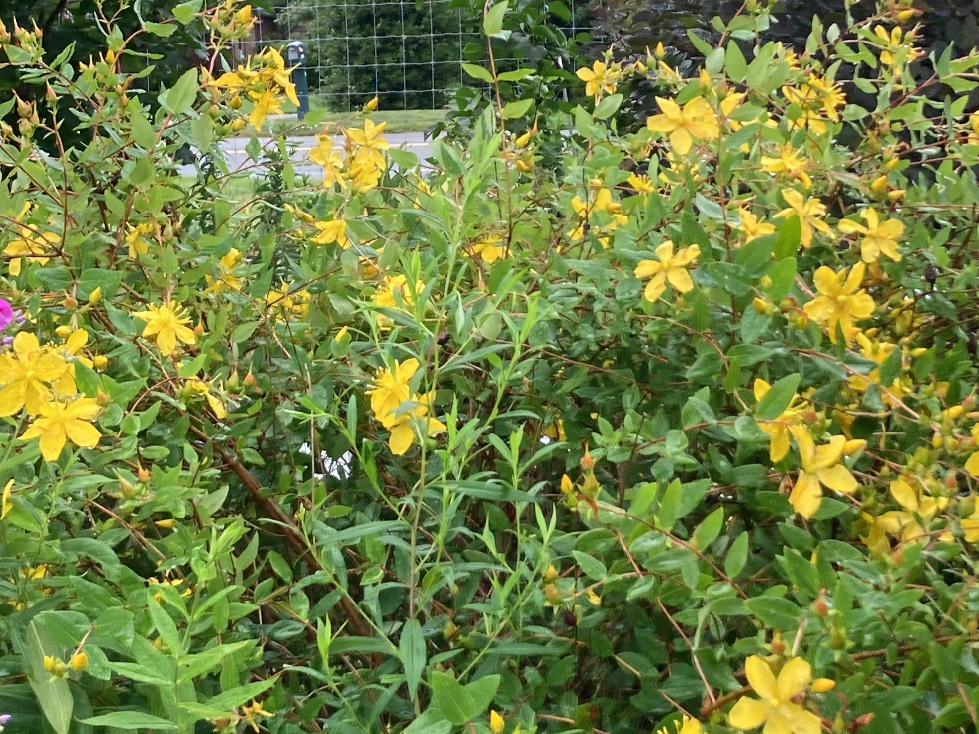 Workshop: Homegrown Apothecary, Riverhead