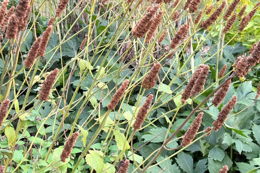 Free Workshop: Native Plant Cultivation - Seed Collection, Garden City