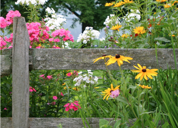 Free Talk: Native Perennials, Amagansett