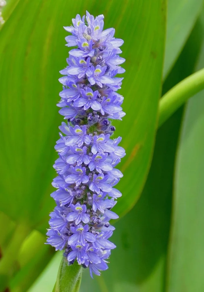 Pontederia cordata ~ Pickerelweed / xSmall 5-Pack