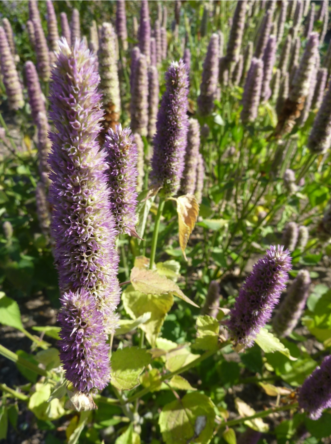 Agastache_foeniculum.png