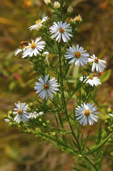 Symphyotrichum ericoides - flowers - leaves - ncstate.jpeg