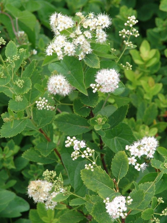 Spiraea latifolia ~ Meadowsweet / Large