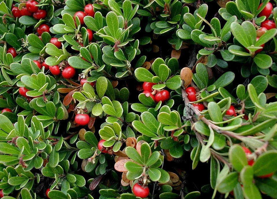 Arctostaphylos uva-ursi ~ Bearberry / Large