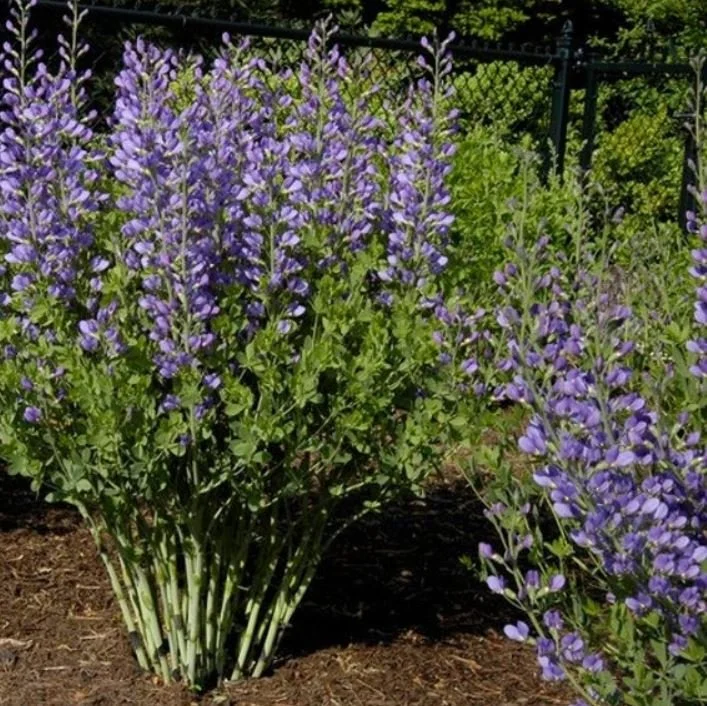 Baptisia australis ~ Blue False Indigo / Large