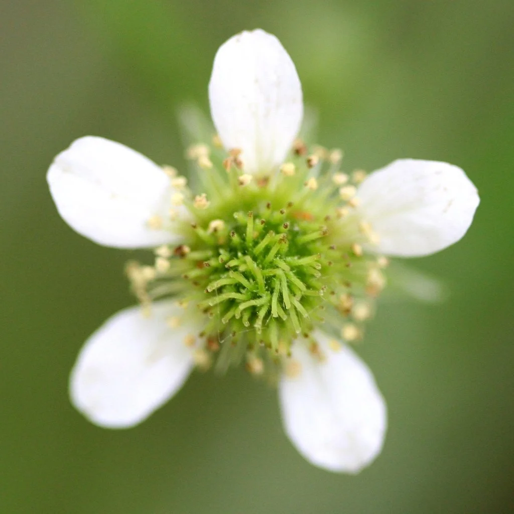 Geum canadense ~ White avens / Medium