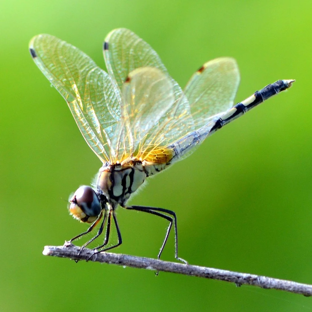 Insect Without Shell Insects: What would we do without them? — ReWild Long Island