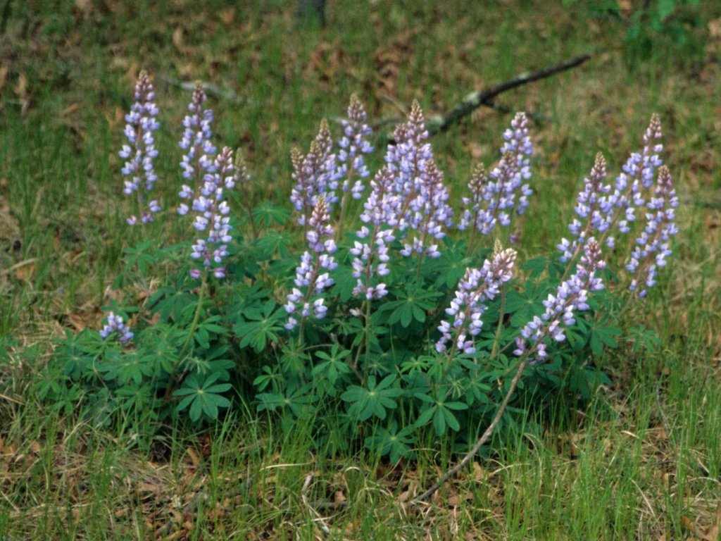 Lupinus_perennis_Plant - NC State.jpeg
