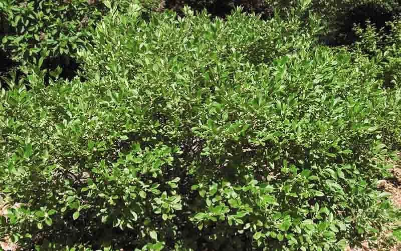 Ilex verticillata - Male.jpg