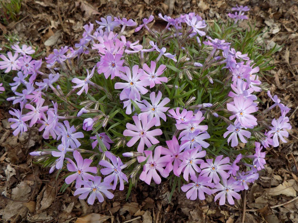 Phlox Subtulata - Lavender.jpeg