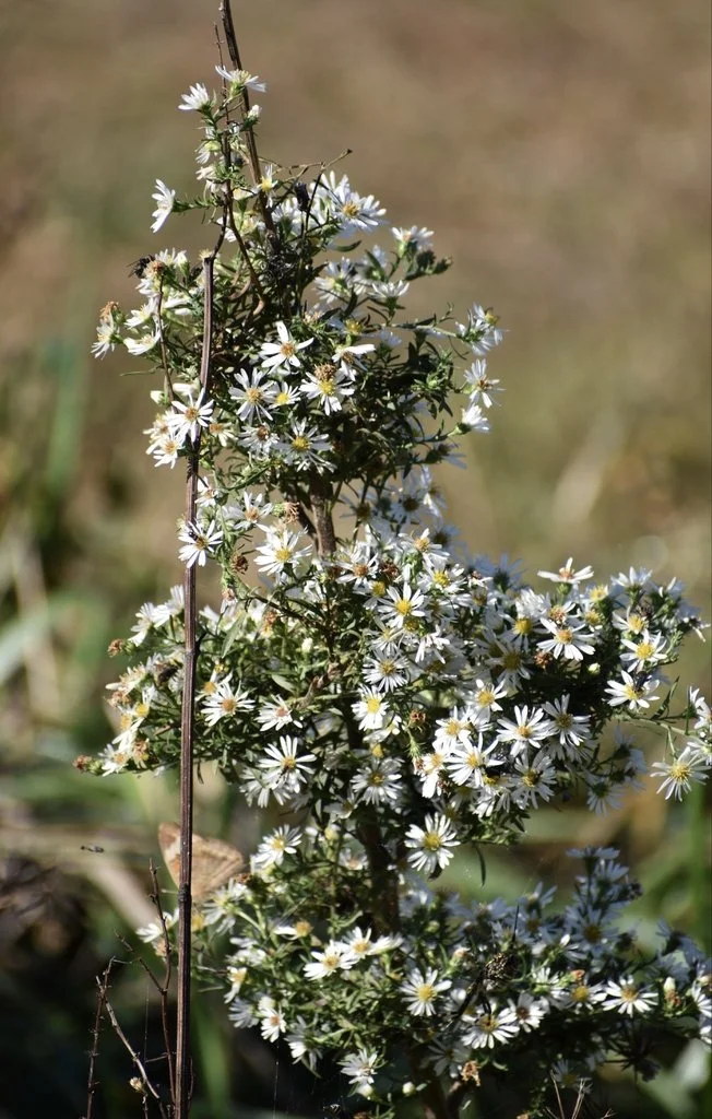 Symphyotrichium ericoides - form - ncstate.jfif