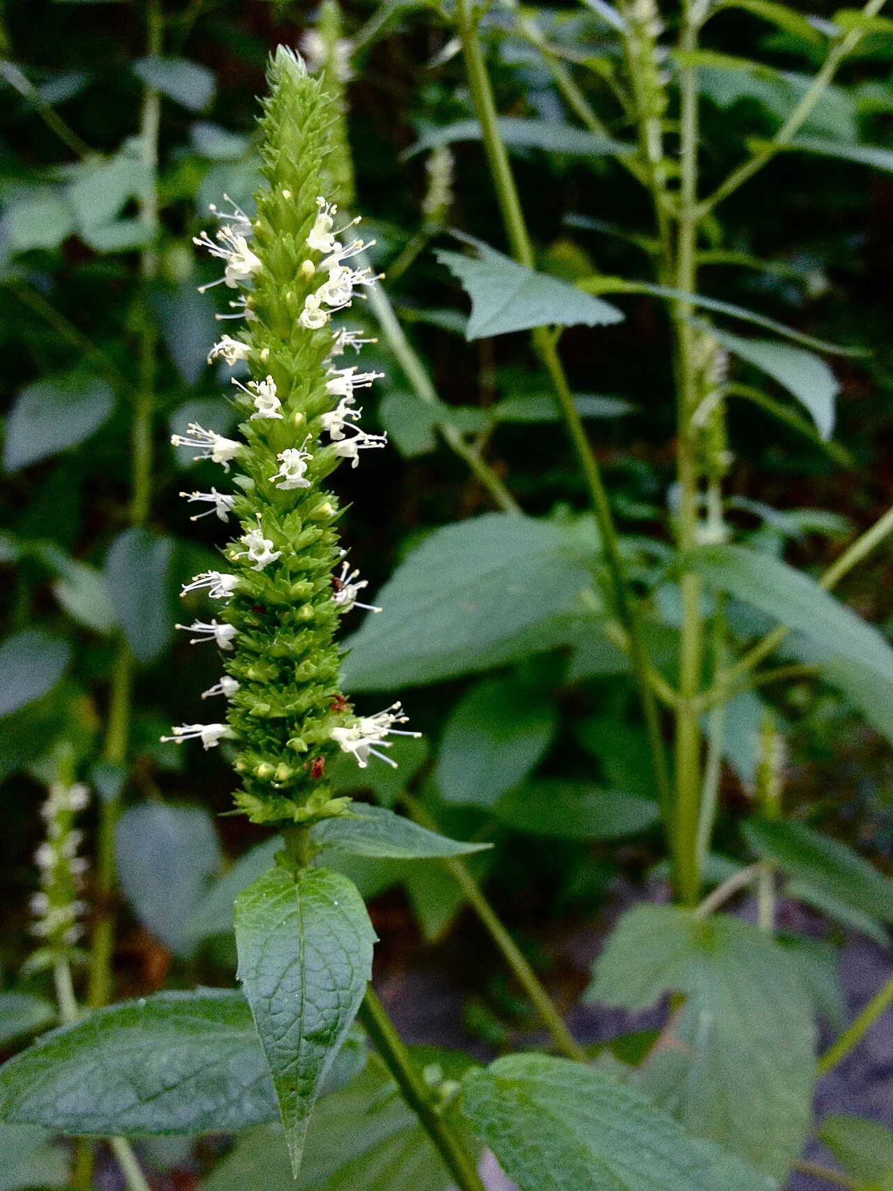 Agastache nepetoides ~ Yellow Giant Hyssop / Large