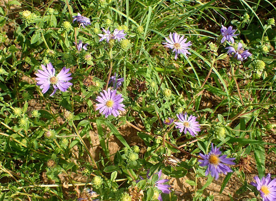 Eurybia spectabilis ~ Showy Aster / Medium