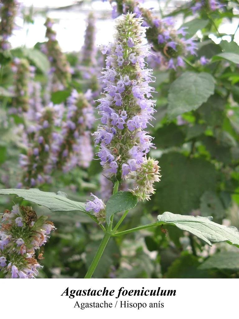 Agastache_foeniculum.jpeg