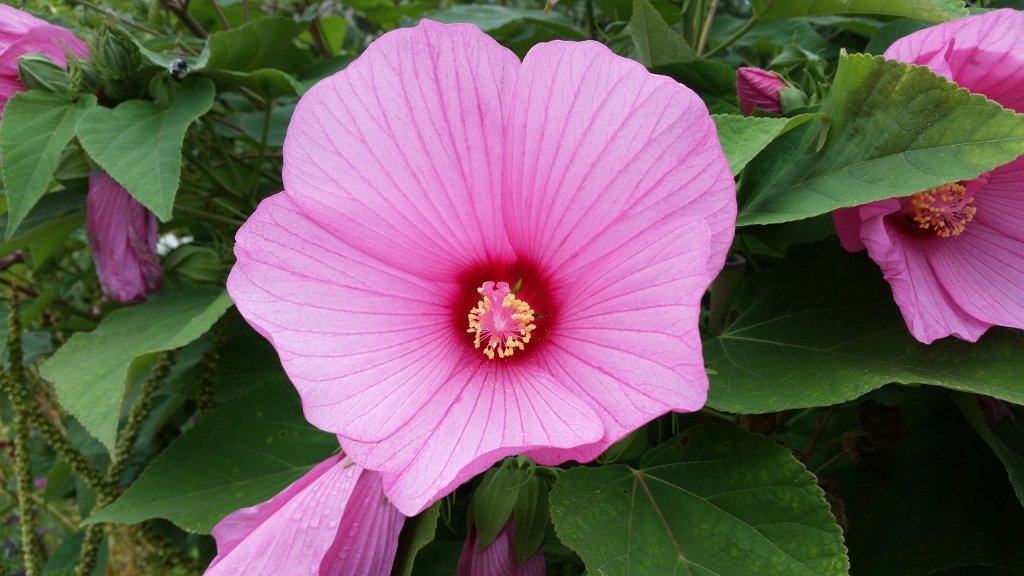 Hibiscus palustris ~ Swamp Rose Mallow / Medium