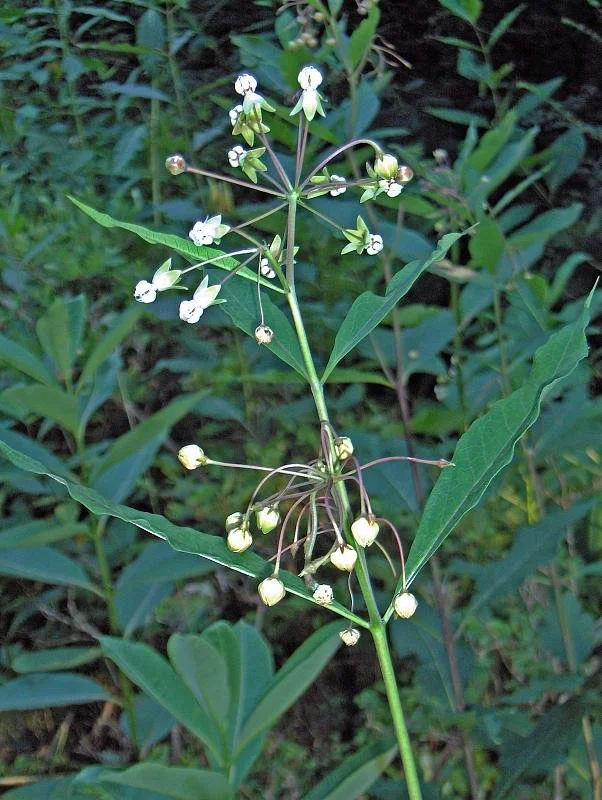 Asclepias_exaltata.jpg