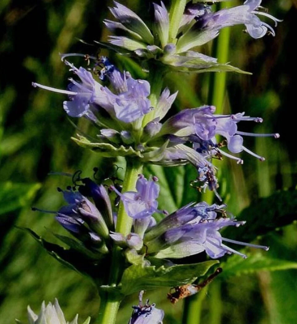 Agastache scrophulariifolia ~ Purple Giant Hyssop / Large