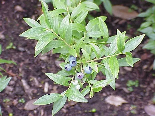 Vaccinium angustifolium ~ Common Low Bush Blueberry / Large