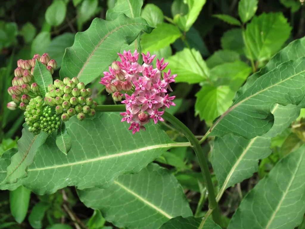 Asclepias purpurascens ~ Purple Milkweed / 1 Quart