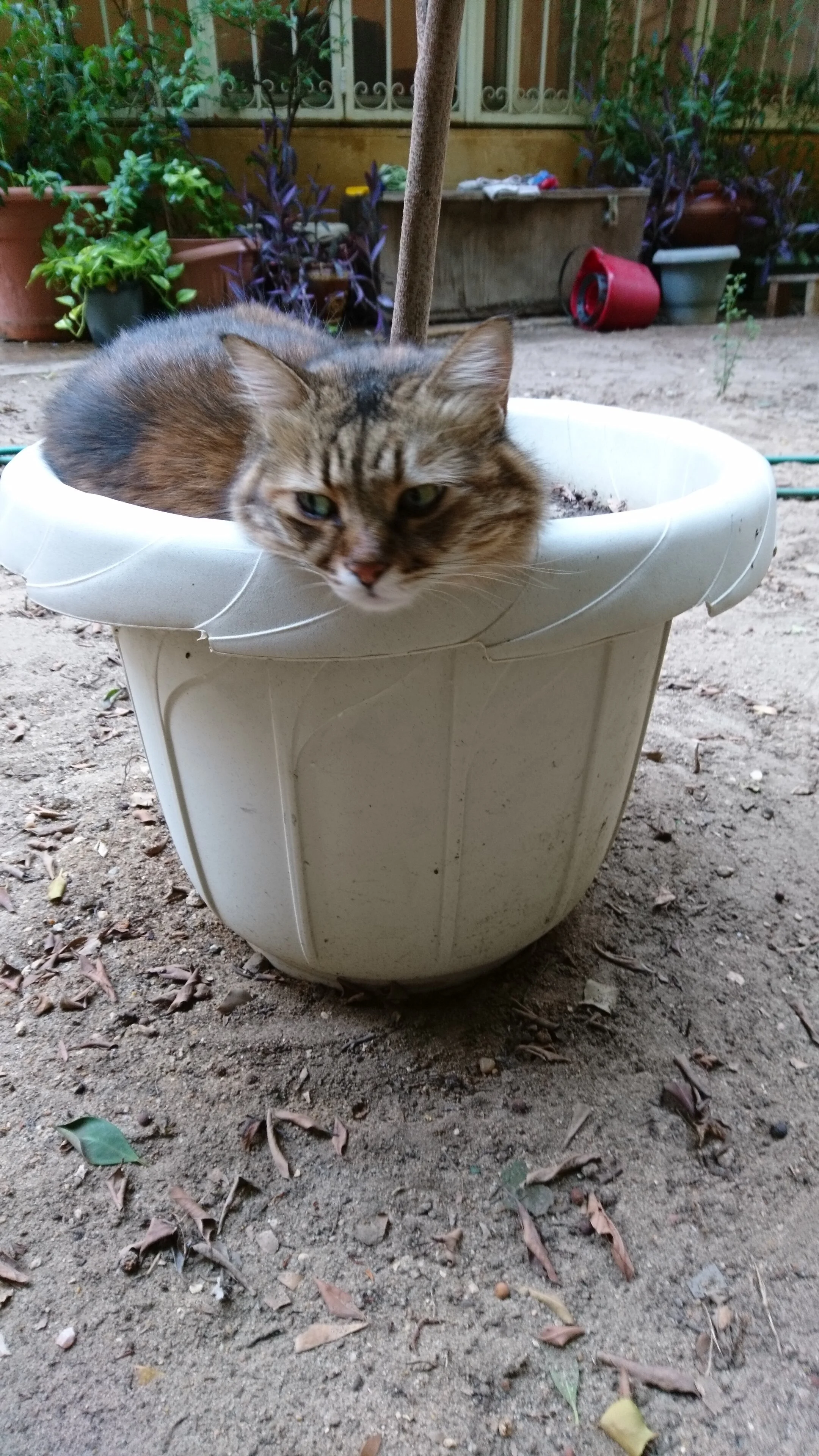 DSC_0585_1.JPG
