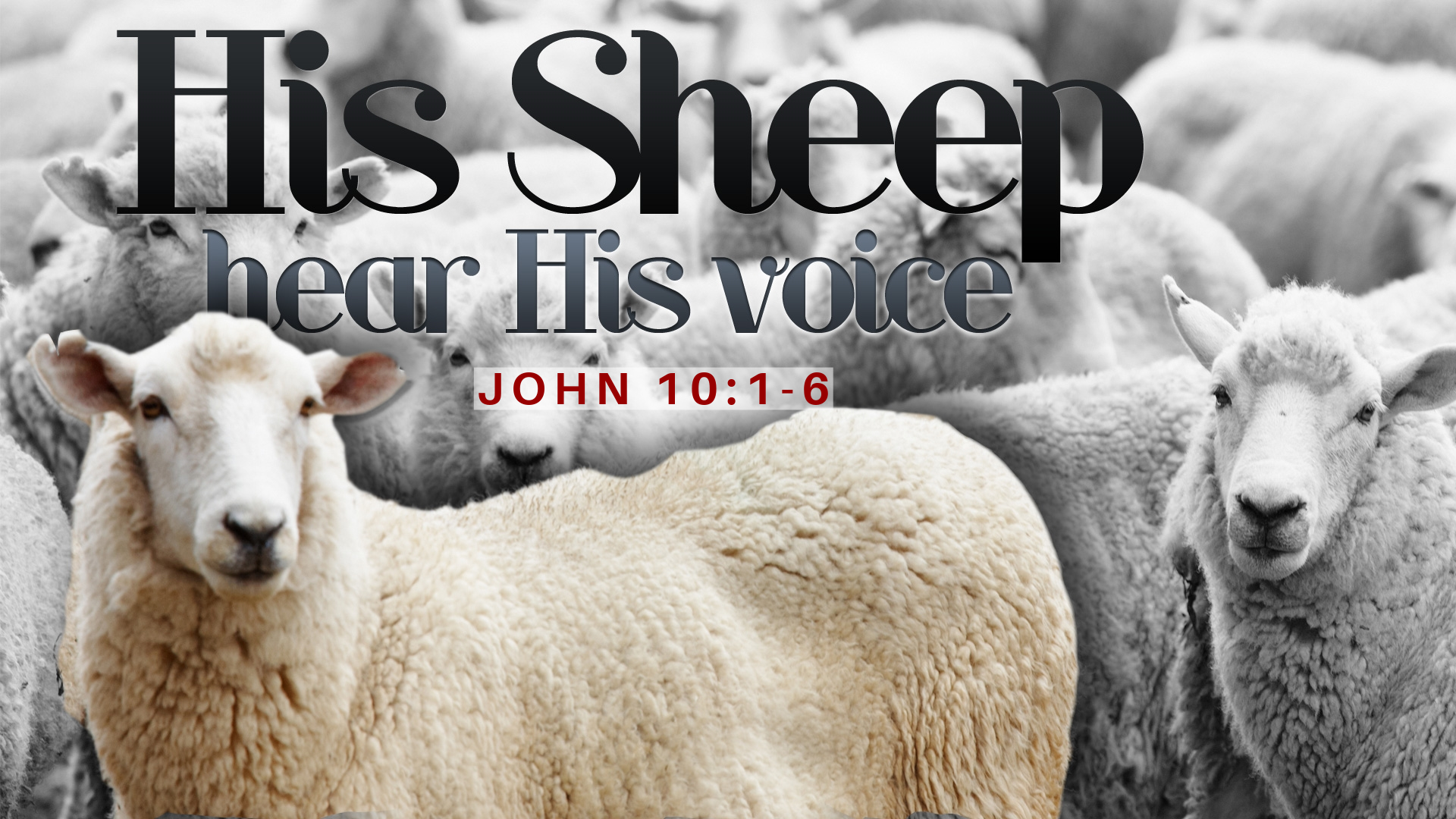 john 10 sheep.png