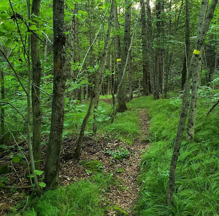 Walking Trails — O'Hara Mill Homestead
