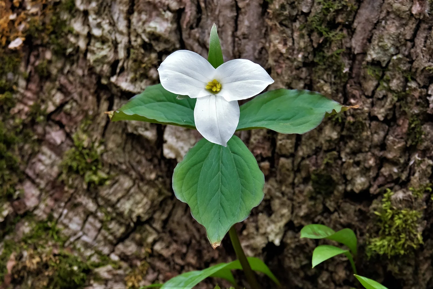 White Trillium