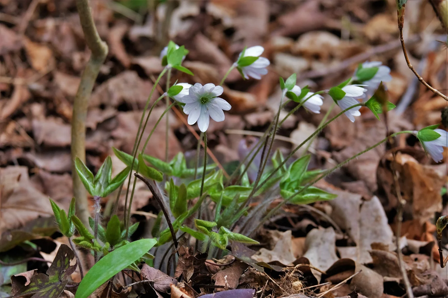 Hepatica