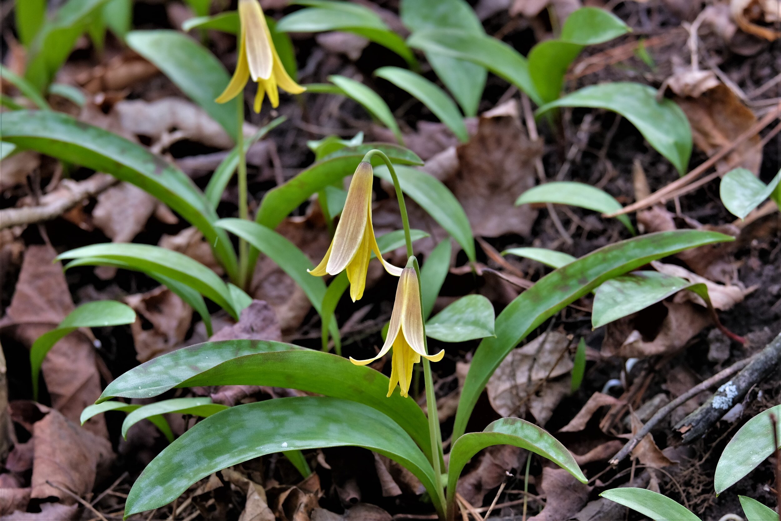 Dogtooth Violet (Trout Lily)