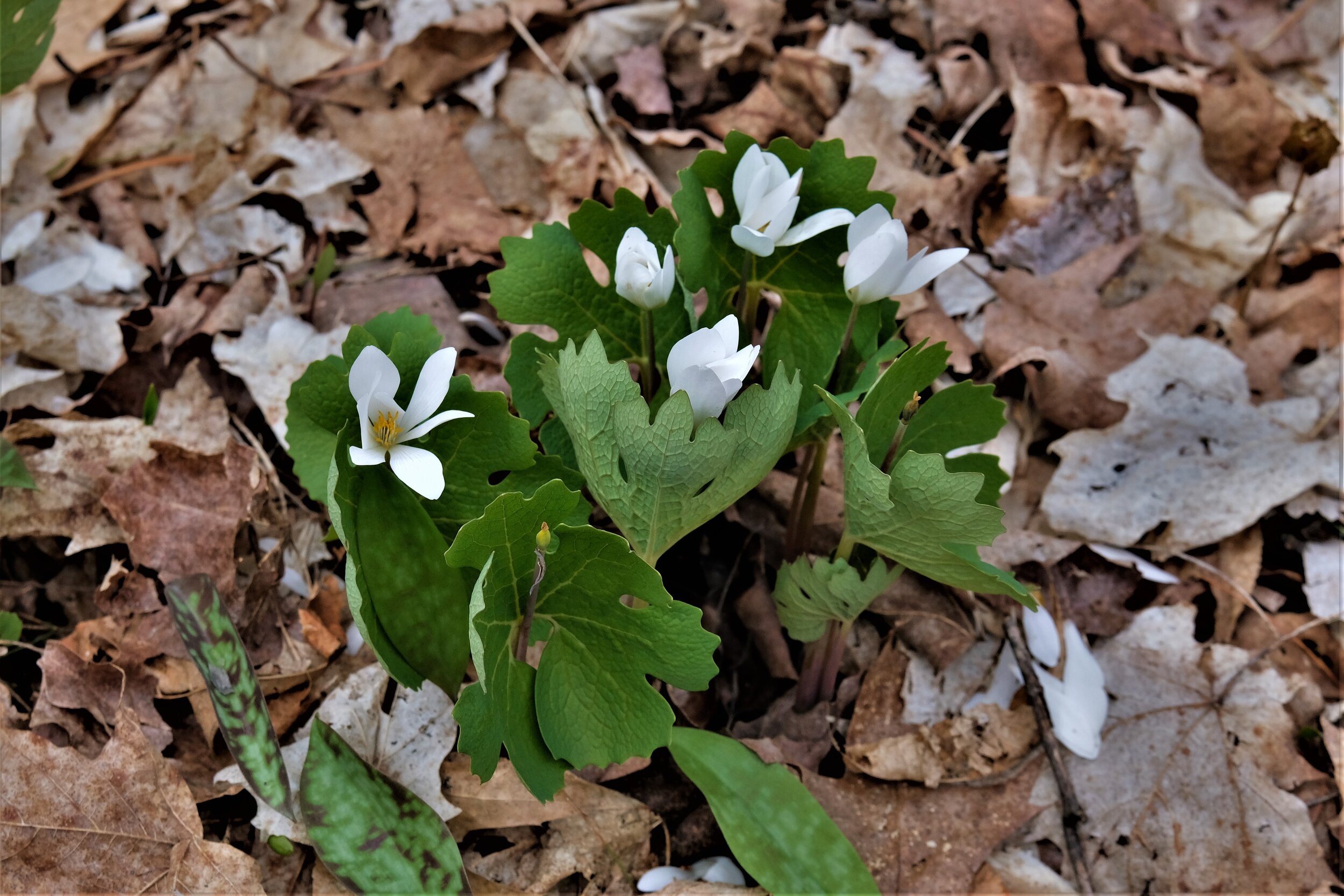 Bloodroot