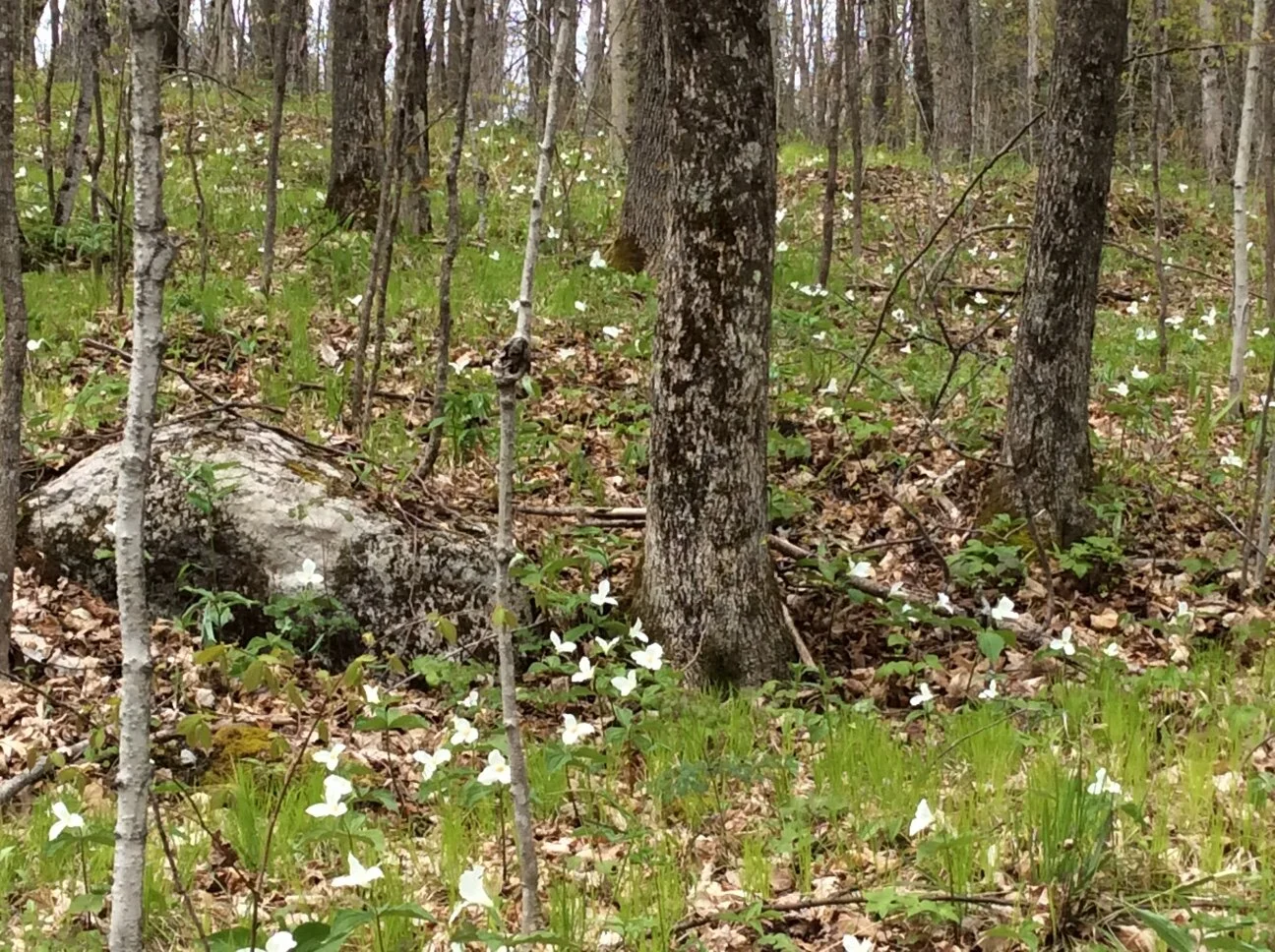 April Showers Bring May Flowers