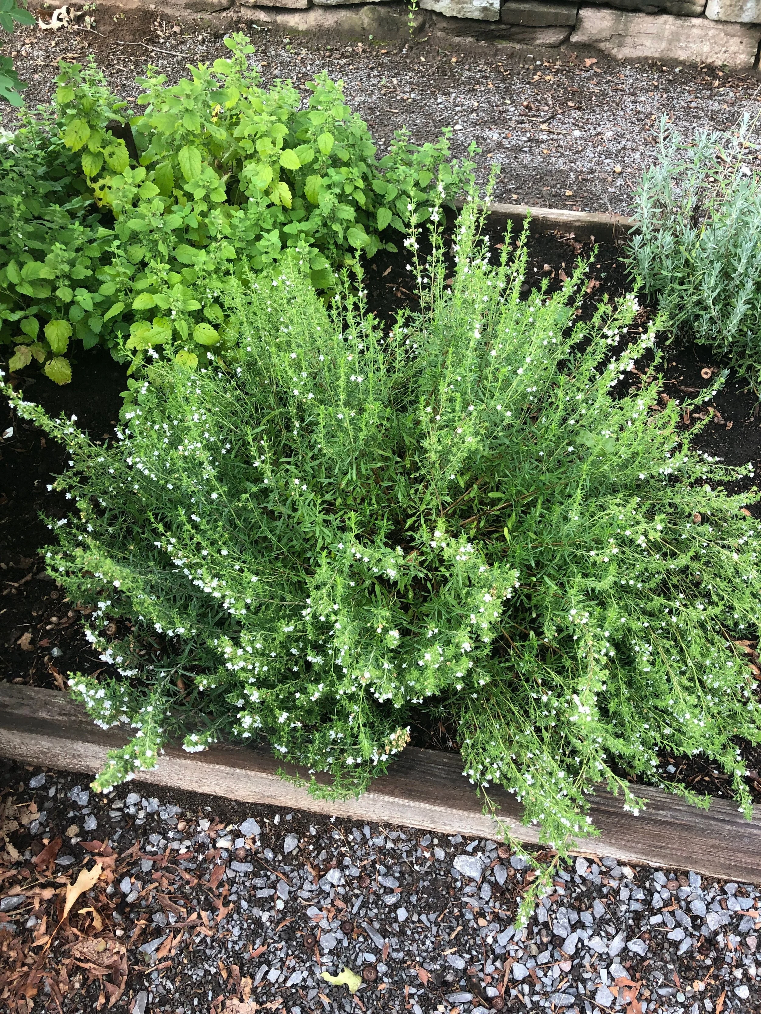 Savoring The Summer With Savory 