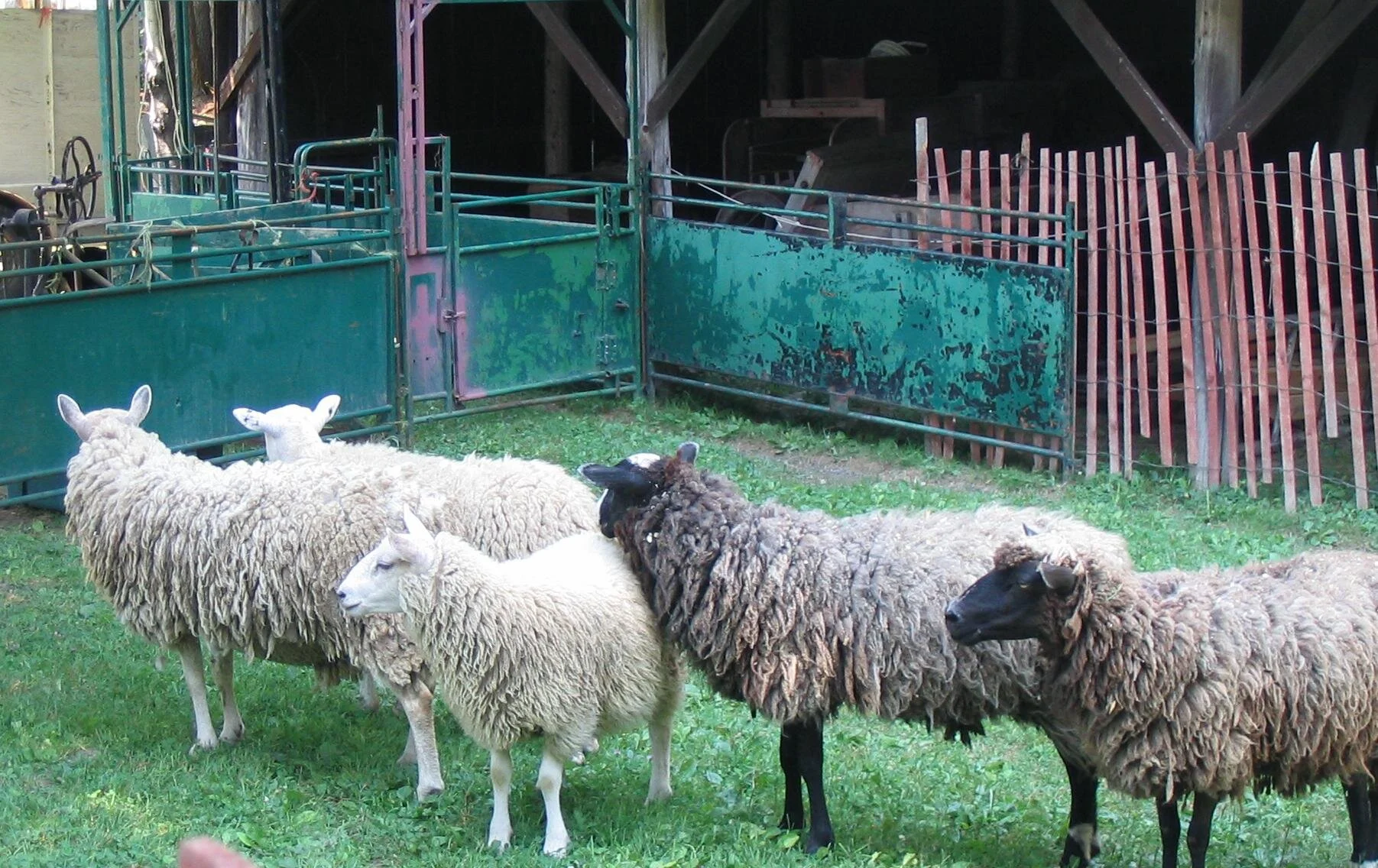 All "Sheeps" and Sizes