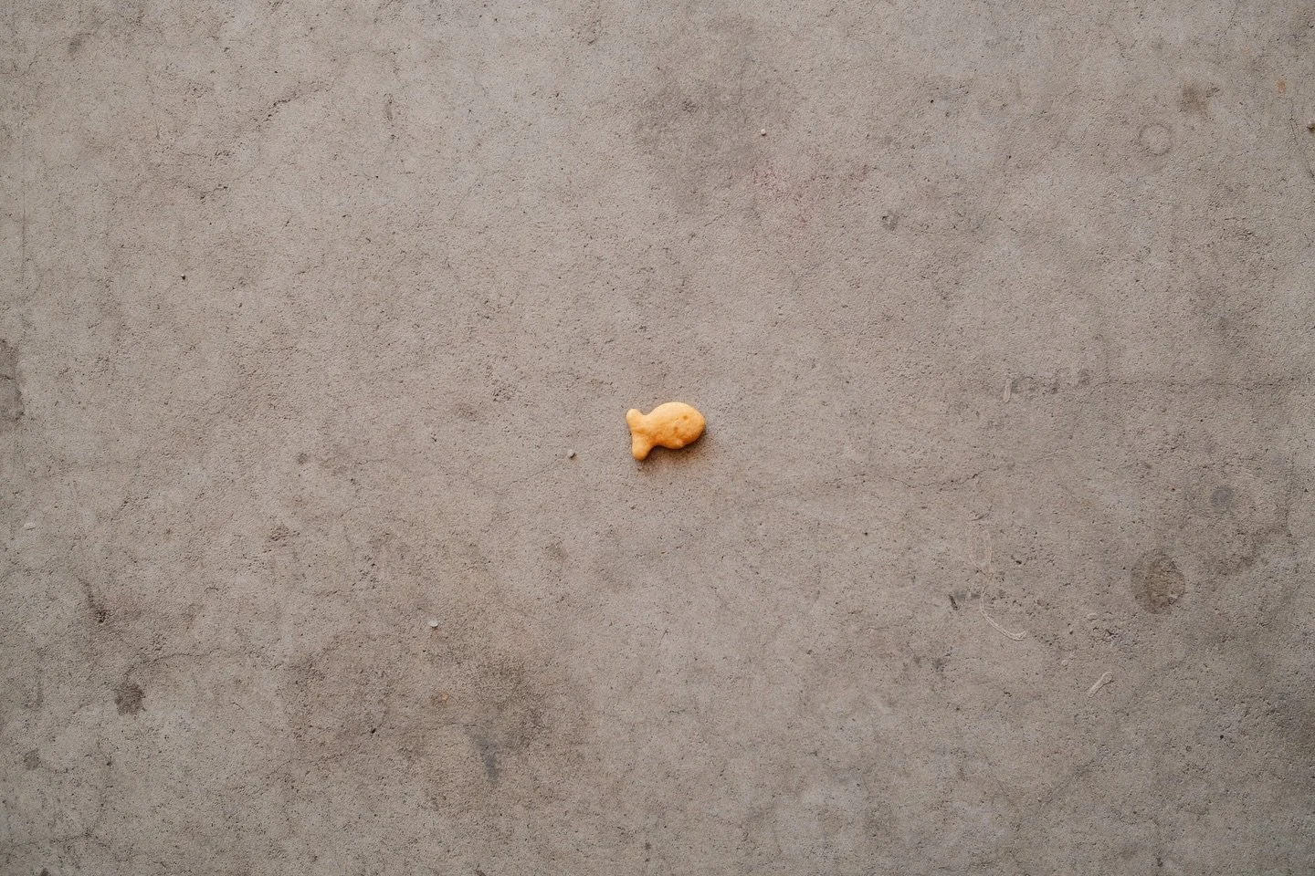 Fish out of water. Or in this case&hellip;out of my son&rsquo;s snack cup.
.
.
.
#fujifilm #fujifilmx100vi #x100vi #goldfishcrackers #dadlifestyle