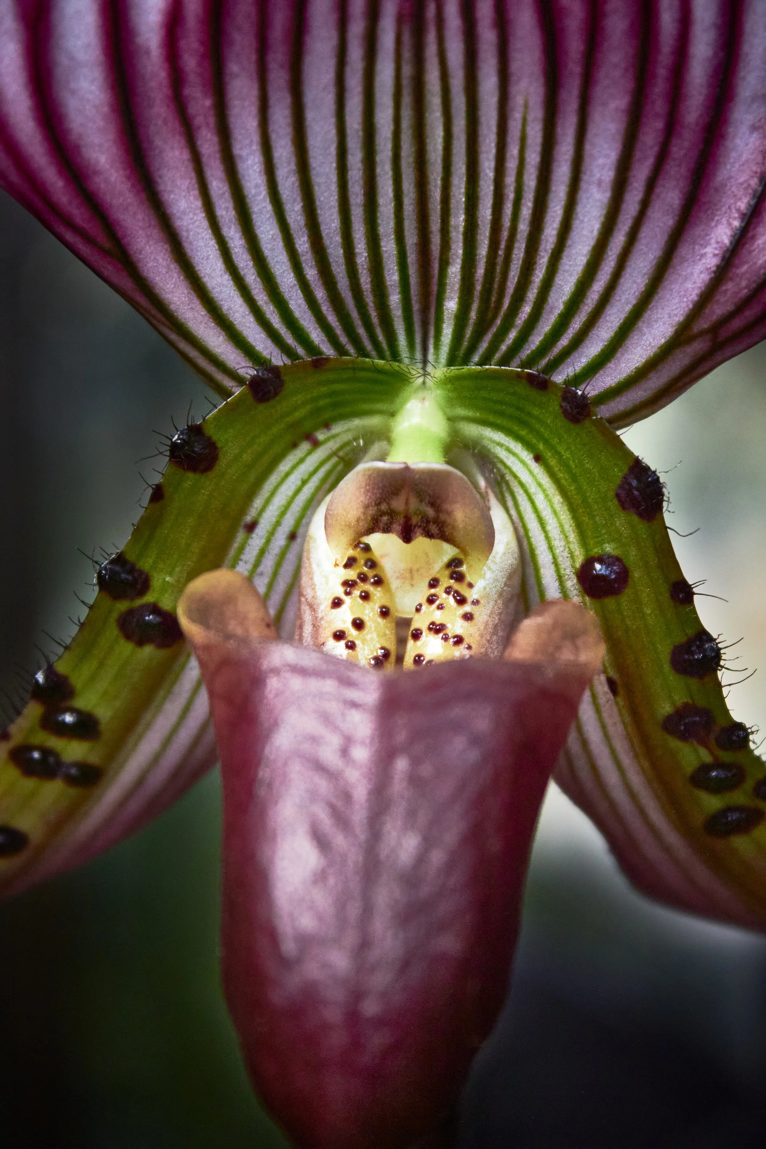 ChloePetraske_LongwoodGardens_017.jpg