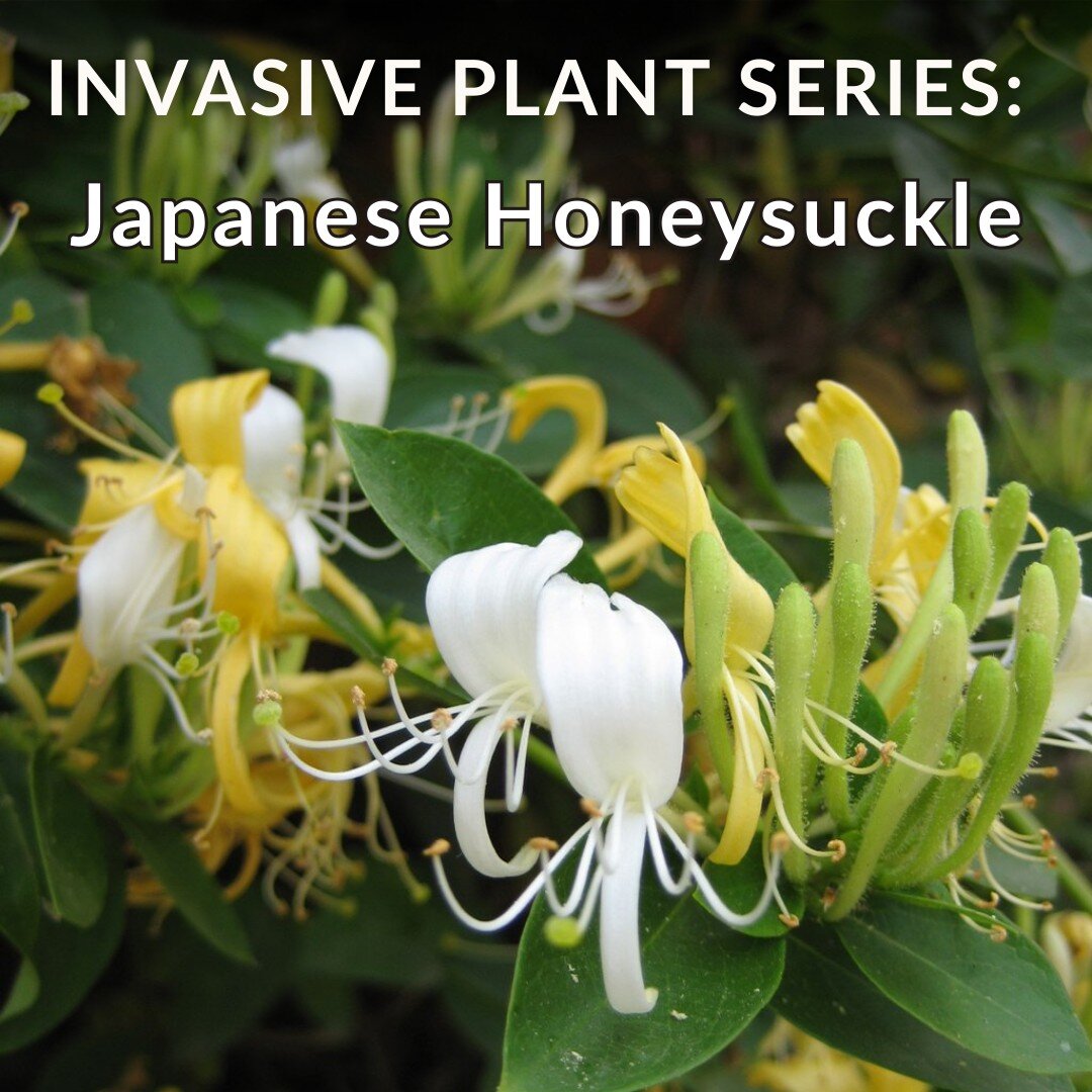 Today is International Day of Forests and we can think of no better way to celebrate than to discuss how to help preserve our local landscape! That means It&rsquo;s time for part 3 of our invasive plant guide in partnership with@mtntrue . This invasi