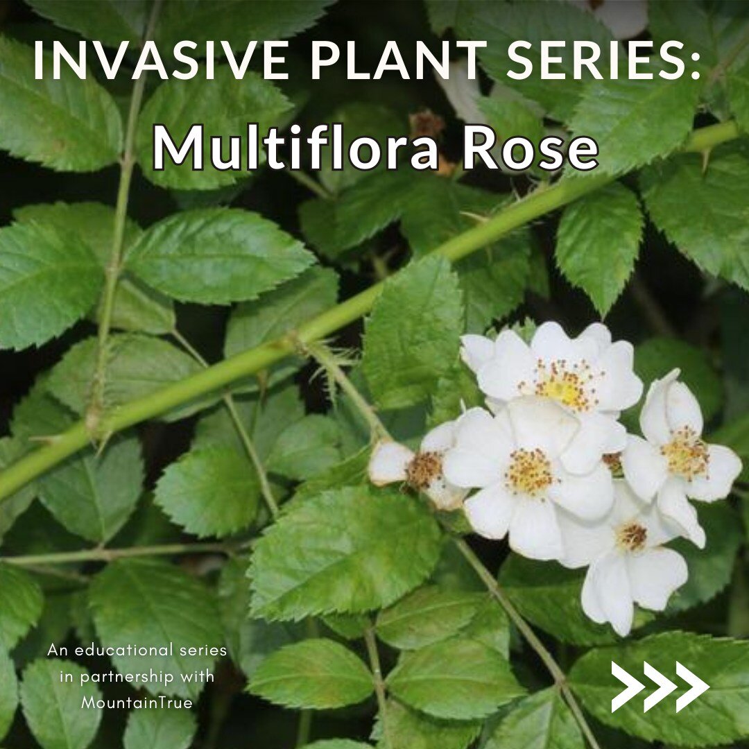 In our final invasive species post we had to narrow down our choice for what to cover. There were so many contenders, we wanted to give an invasive mention to some of the runners up: Privet, English Ivy, Tree of Heaven, Princess Tree, Chinese Silverg