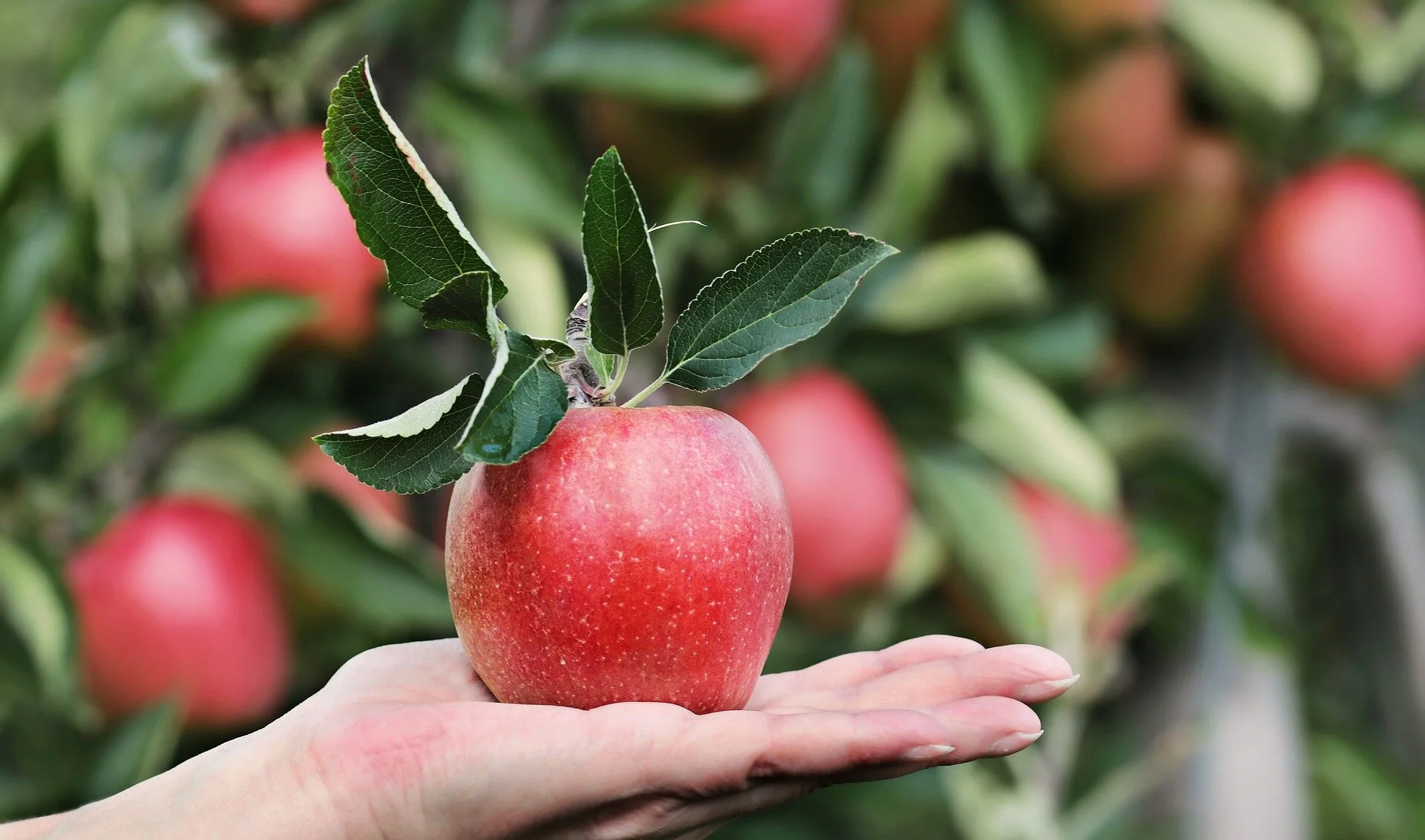 Thus Spoke Eve to God: "Yes, I ate the apple, and it was delicious."